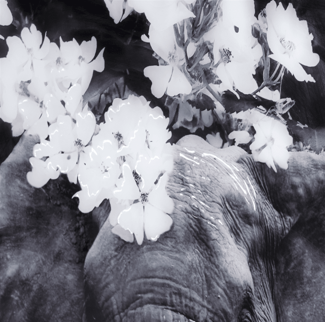 Flower Elephant Print