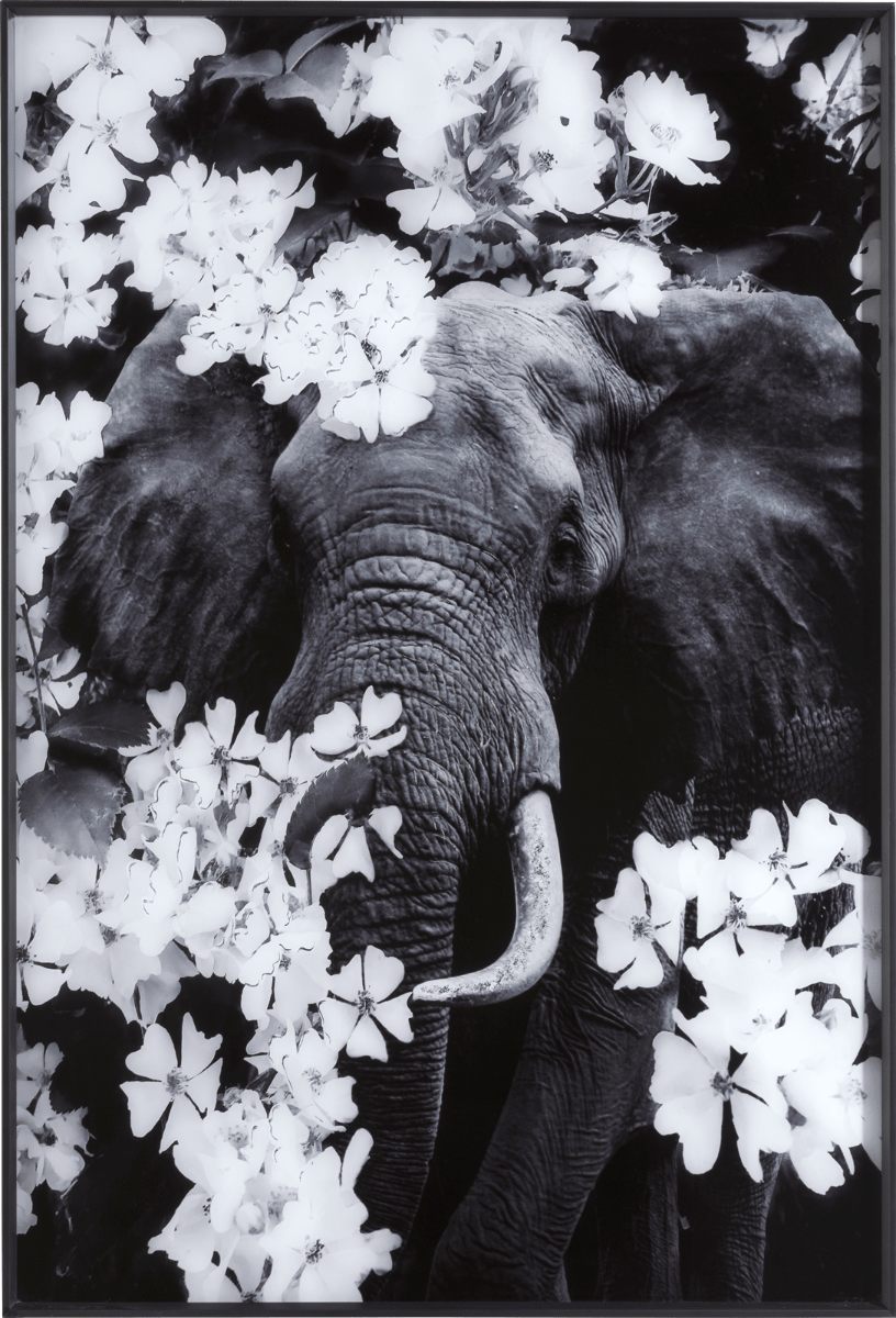 Flower Elephant Print